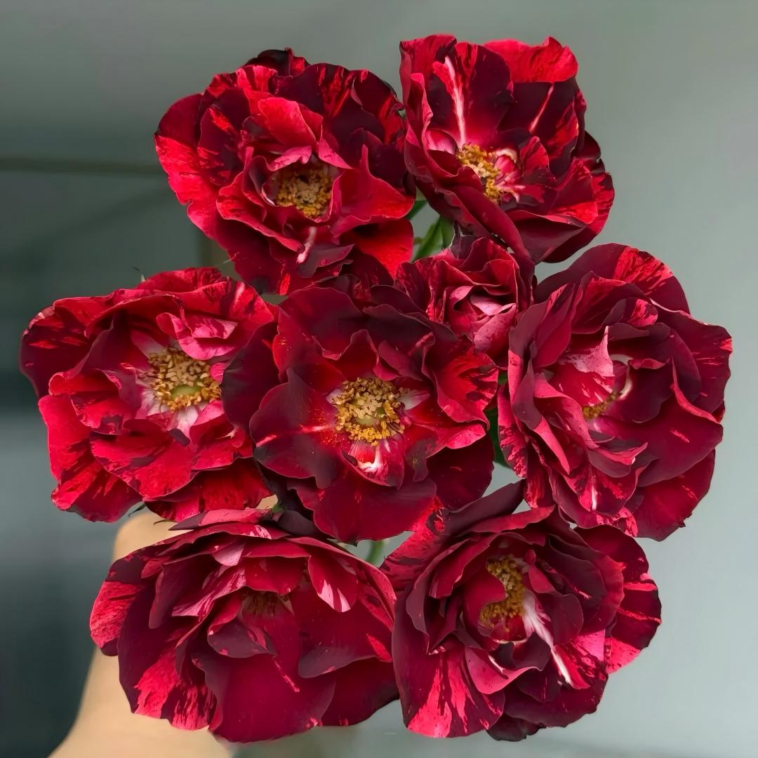 🌹 Rare Striped Rose Seeds