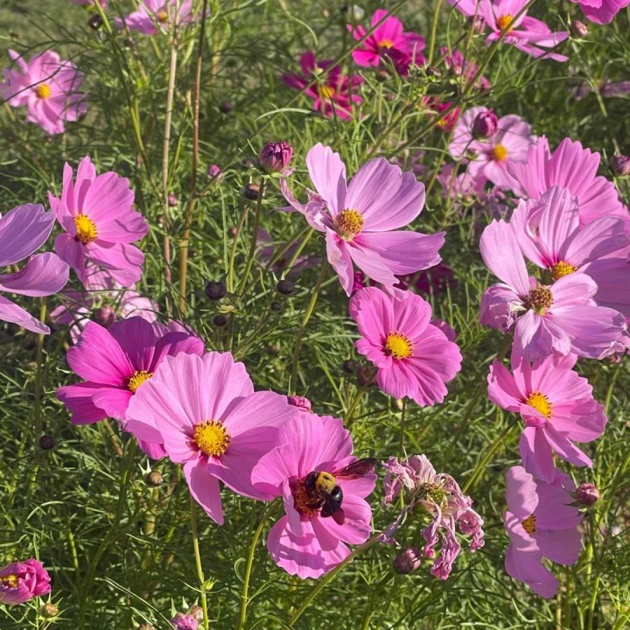 🌺Cosmos - Blooming Means Happiness And Luck