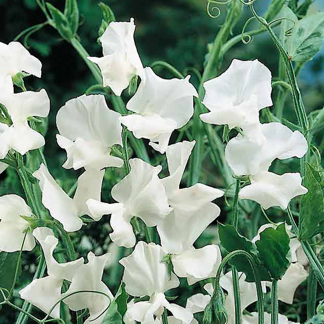 Swan Lake Sweet Pea Seeds