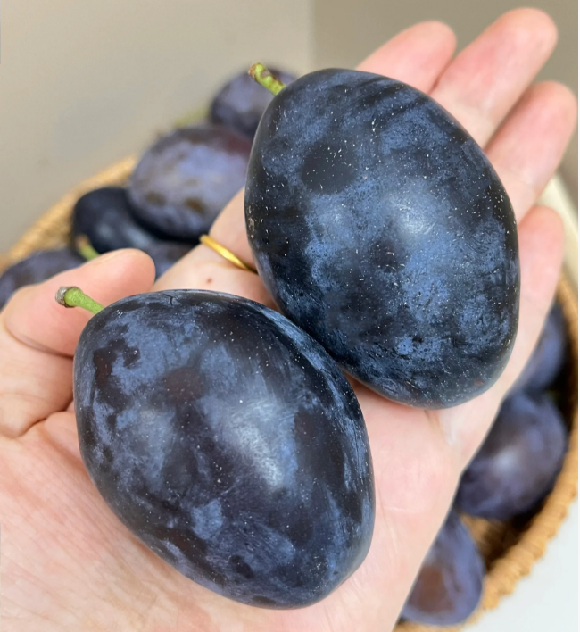 Blue Honey Prune Seeds