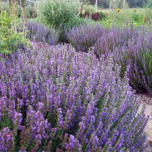 Hyssop Seeds