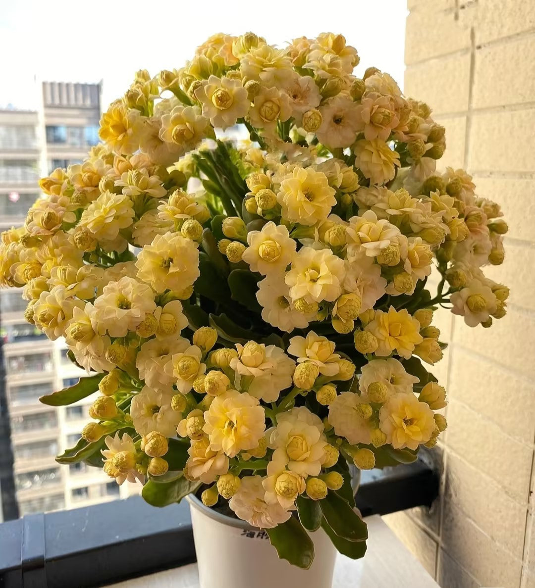 Kalanchoe Seed Garden Planting