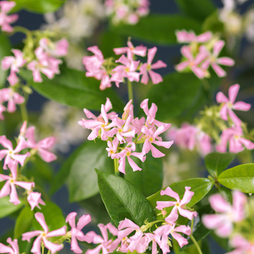 🌟Star Jasmine