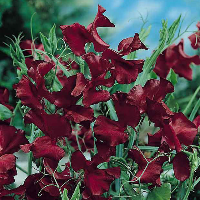 Beaujolais Sweet Pea Seeds