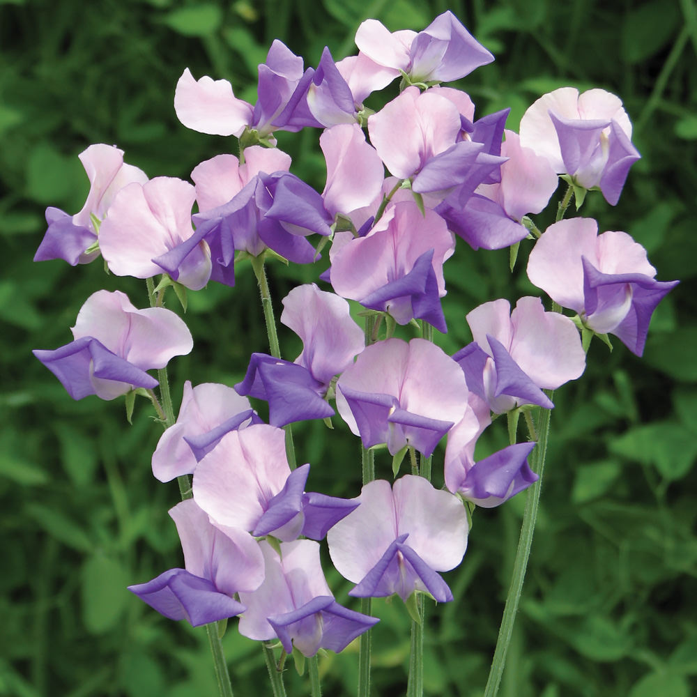 Erewhon Sweet Pea Seeds