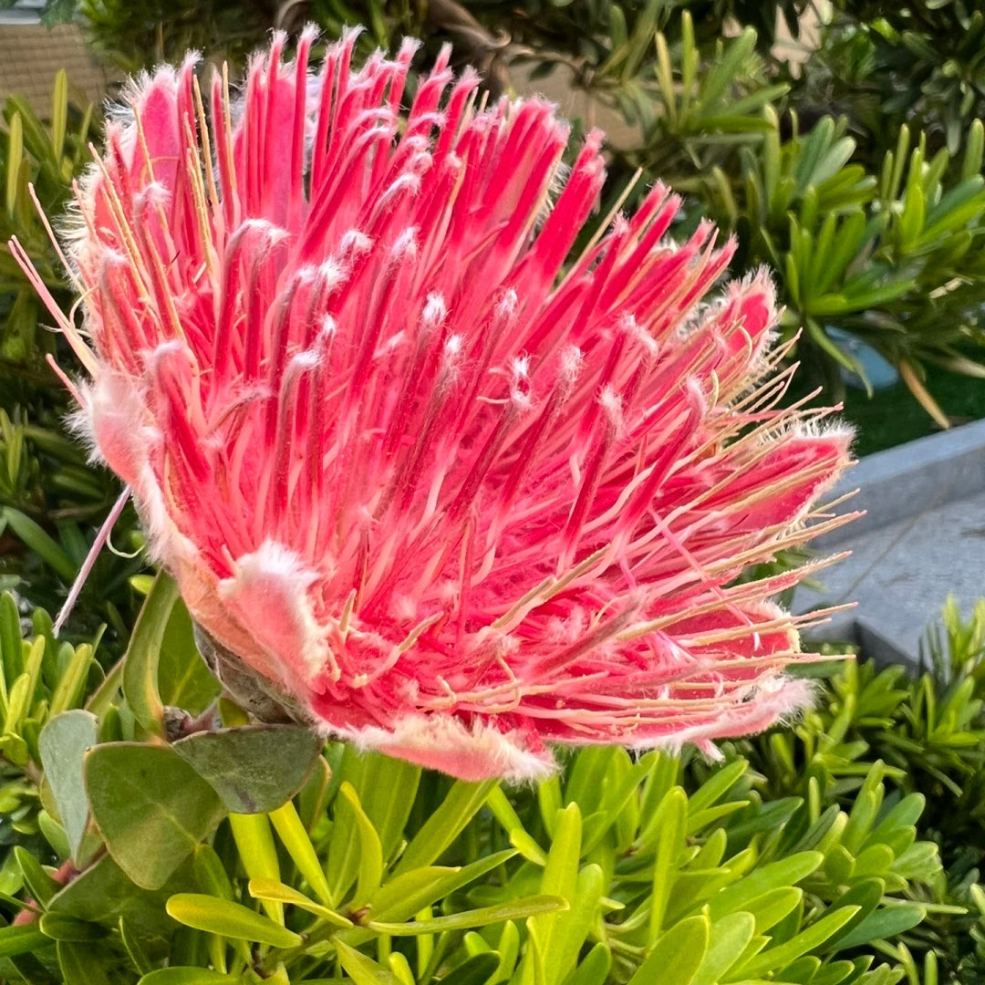 South African Princess Flower Seeds