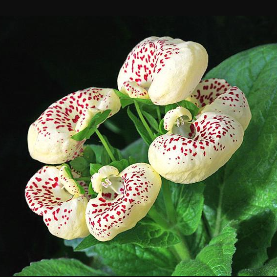 Calceolaria Crenatiflora Seeds