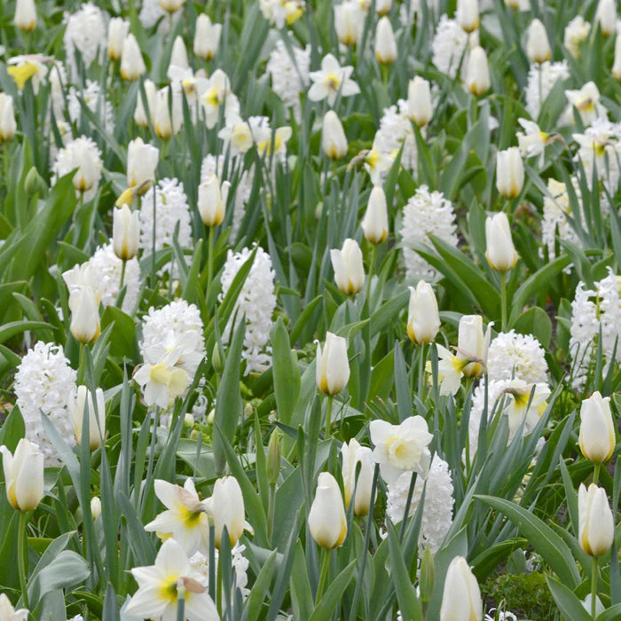 💜Hyacinth Bulbs – Fragrance You Can Grow