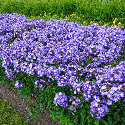 Roundabout Phlox