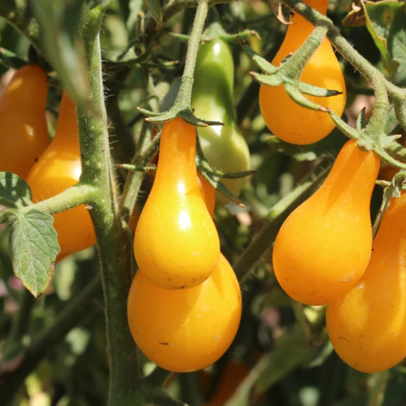 🔥50% off🔥-Yellow Pear Tomato Seeds