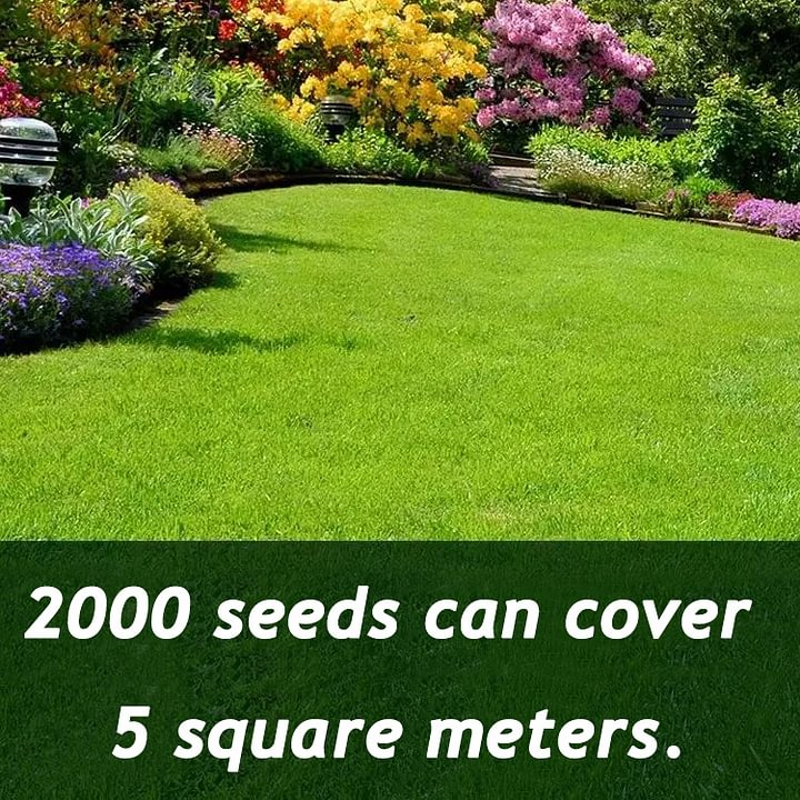 ๐ฑ Evergreen dwarf grass seed for four seasons | Create your perfect lawn here