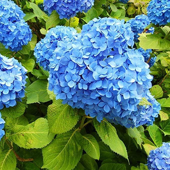 Hydrangea Seed: Unlock Nature's Beauty