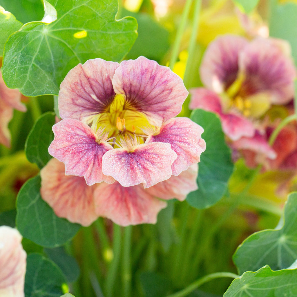 Nasturtium Seeds– Edible Flower for Salads & Garden Color🌼