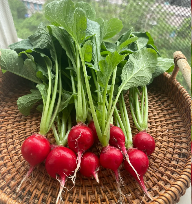 Cherry Fruit Radish Seeds
