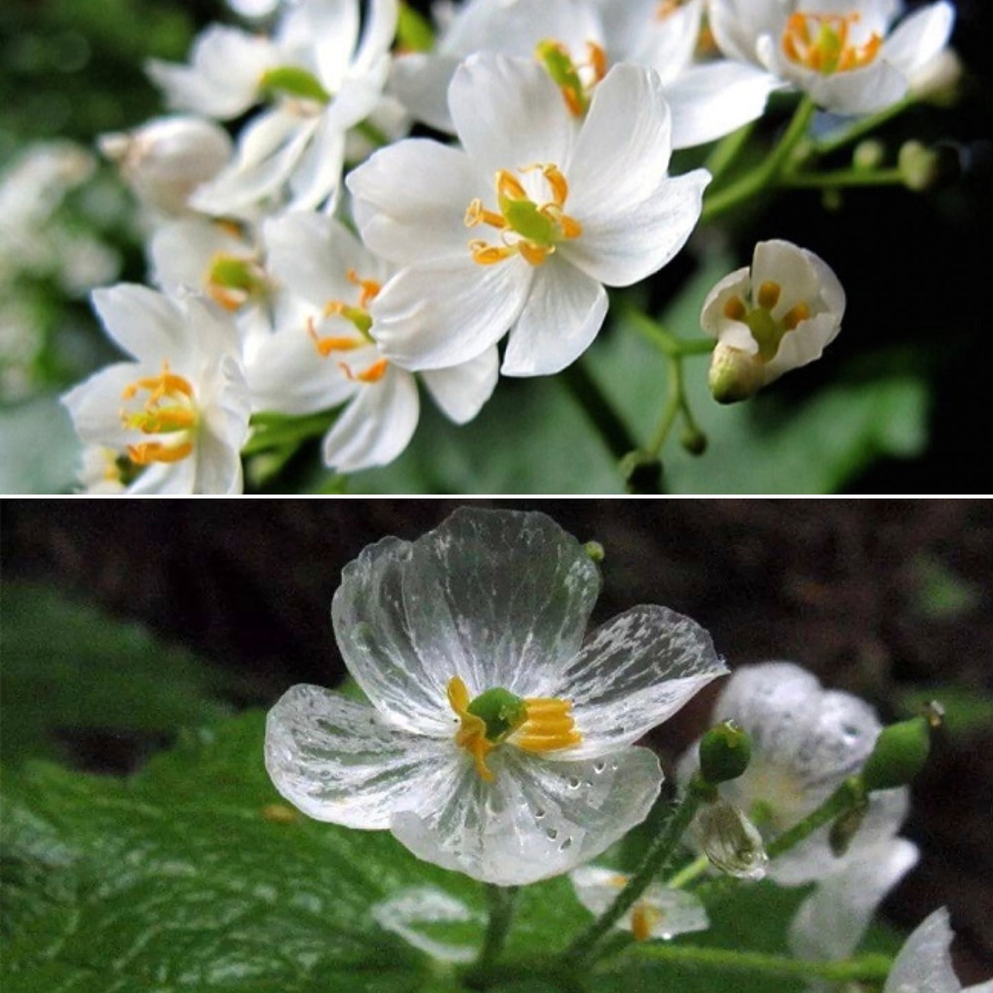 Diphylleia Seeds Crystal Flower Seeds
