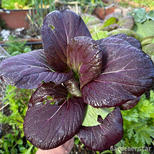 Purple Rapeseed Vegetable Seeds-Winter Marvel Bug Repellent