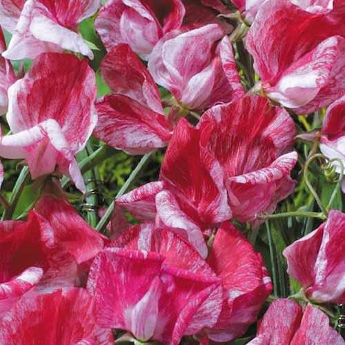 America Sweet Pea Seeds