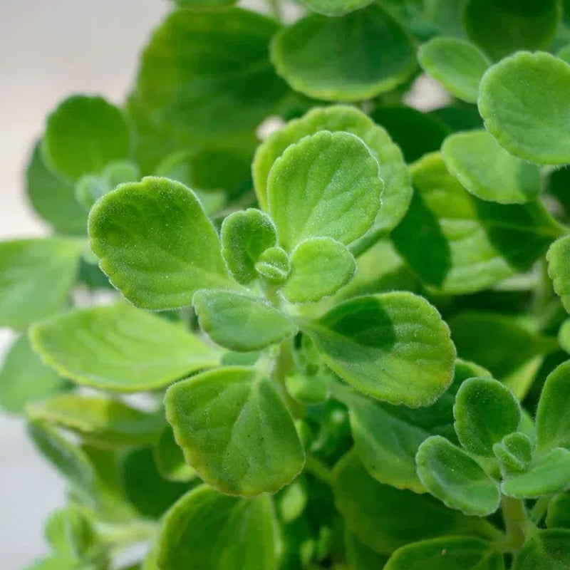 Patchouli seeds, Magical plant that smells good when touched