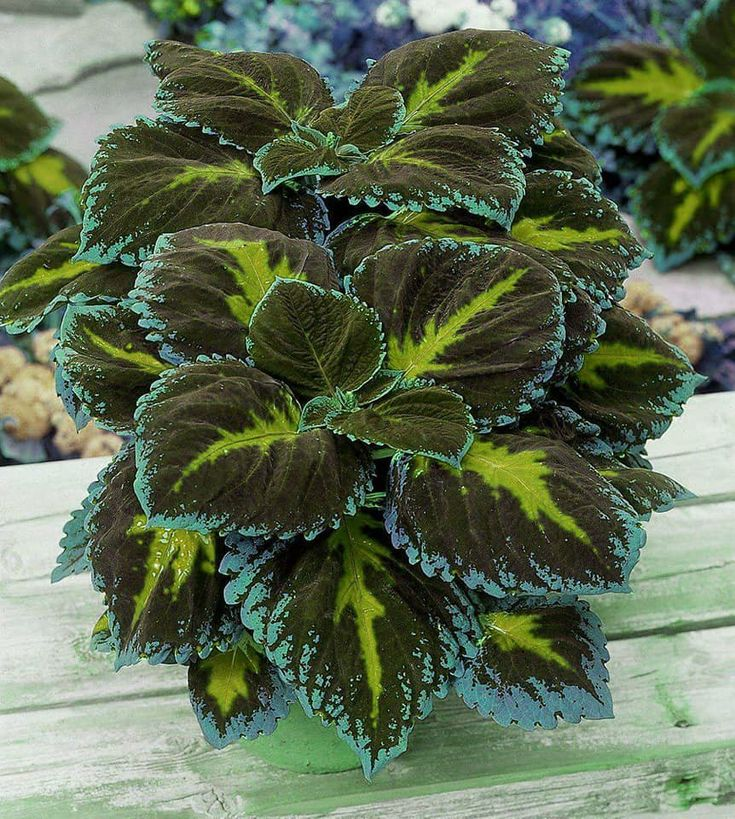 🌿Frost-Resistant Rare Color Coleus – Brighten Your Space with Unique Foliage 🌿