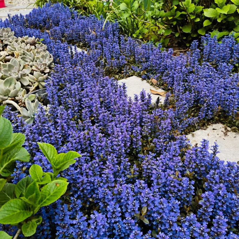 Ajuga Seeds🌈Wonderful Groundcover