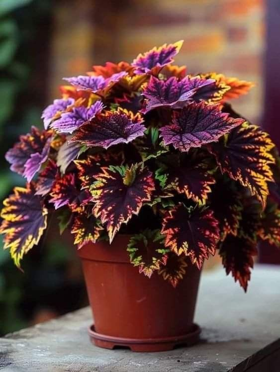 🌿Frost-Resistant Rare Color Coleus – Brighten Your Space with Unique Foliage 🌿