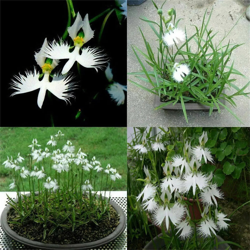 📧 Egret Orchid Seeds-Rarity / Elegance / Good Luck