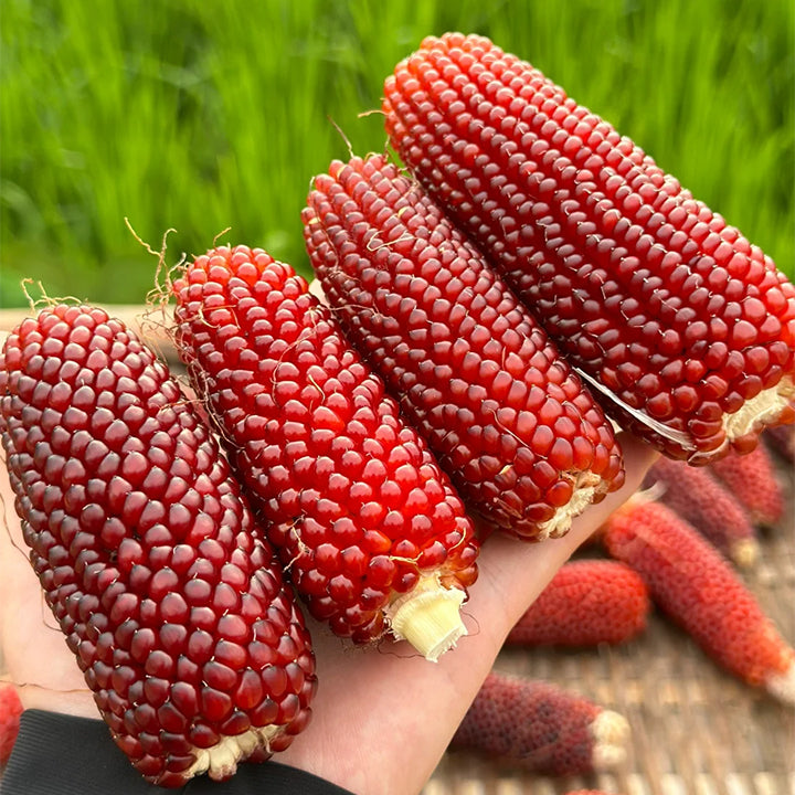 Gem Corn Seeds for Home Vegetable Gardens