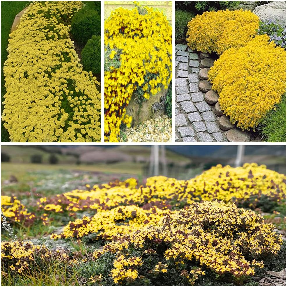 Creeping Thyme Homegrown Seeds🌱Easy to Plant and Grow Non-GMO Perennial Flower Premium Seeds🌺