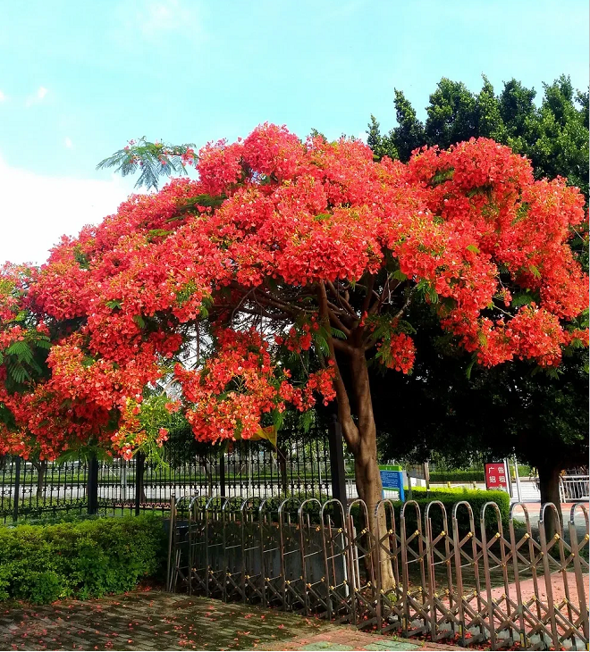 Royal Poinciana Seeds