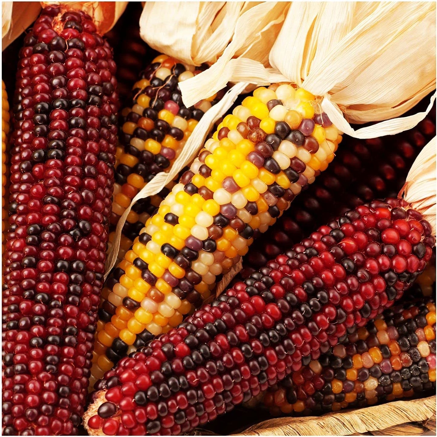 Decorative Corn Gem corn Seeds