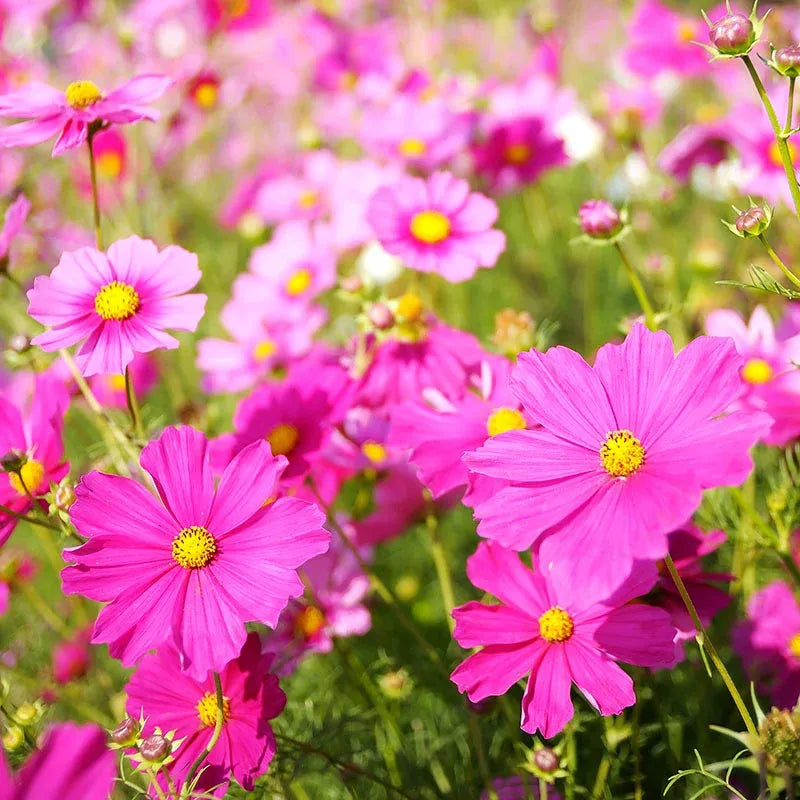 🌺Cosmos - Blooming Means Happiness And Luck