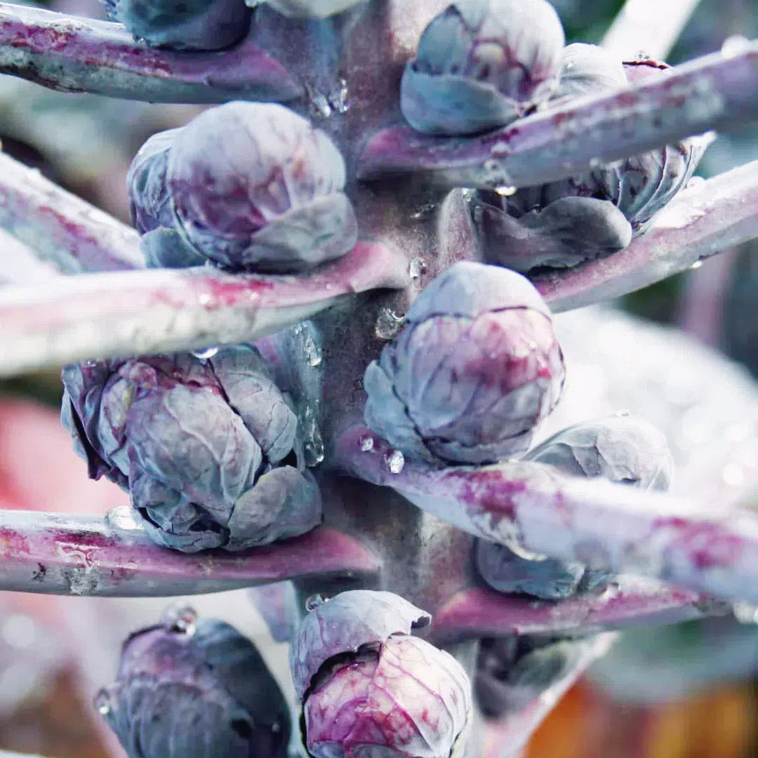 Brussels Sprouts Seeds