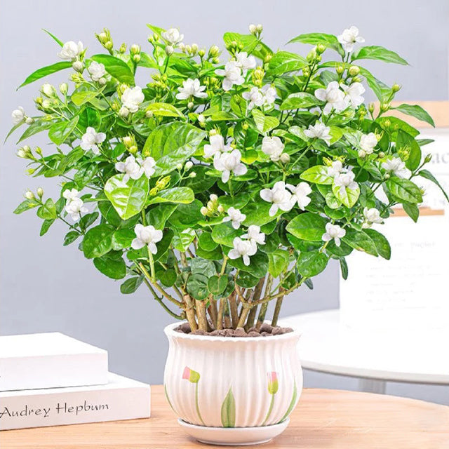 jasmine plant seeds Double Jasmine Seeds – Gardenerstar