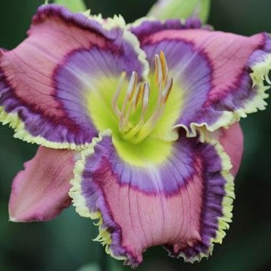 Daylily Hybrid Flowers Seed