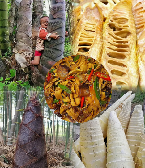 Dragon Bamboo Seeds