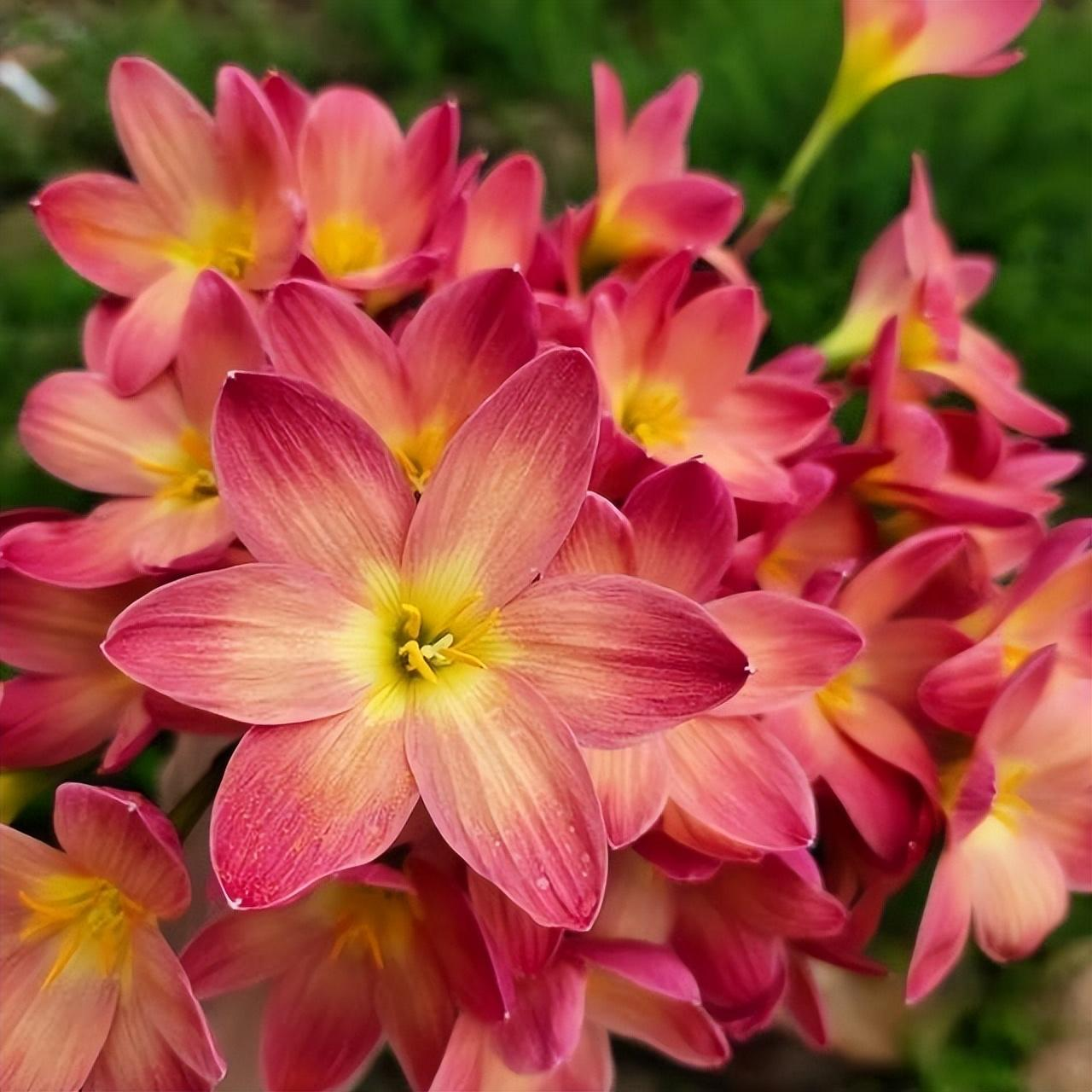 Rain Orchid Bulbs-Blooms once the next rain falls