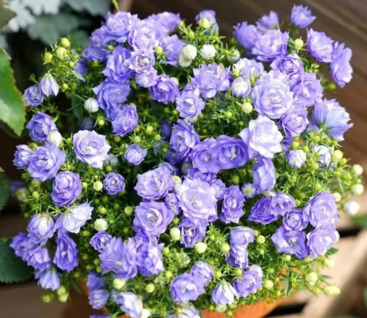 Double Campanula Seeds