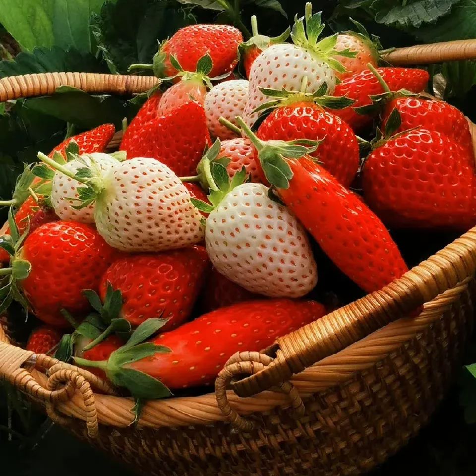 Rare Chili Strawberry Fruit Seeds