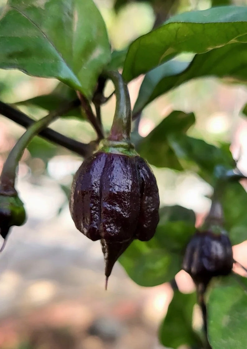Carolina Black Reaper (hot chilli top) seeds