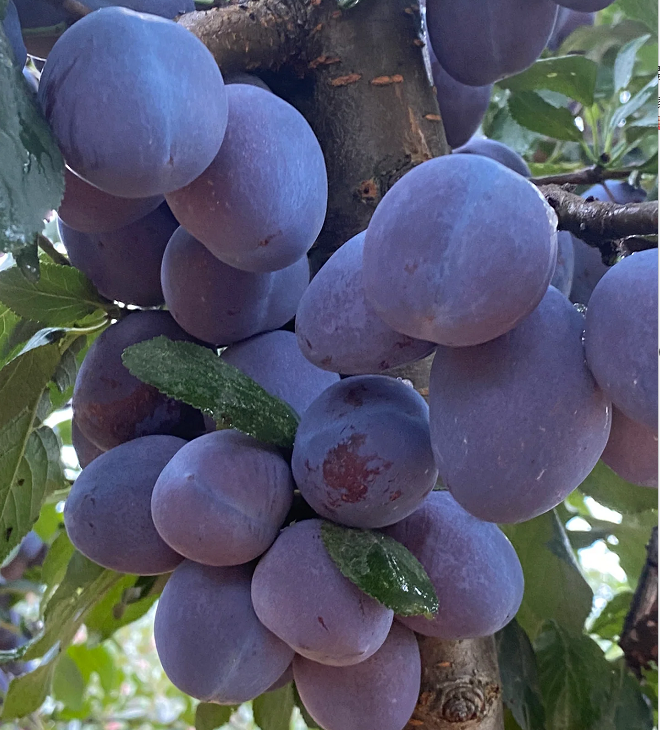 Blue Honey Prune Seeds