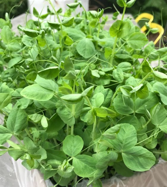🌿Pea Shoots Microgreens Sprouting Seeds