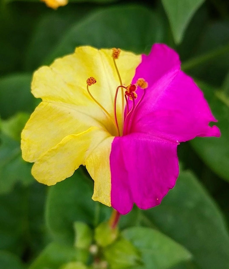 Marvel of Peru Four O' Clock Seeds | Garden Flower Broken Color Changing Transform Pink Rainbow Plant Leaf Seed 2022 Season Fast Shipping