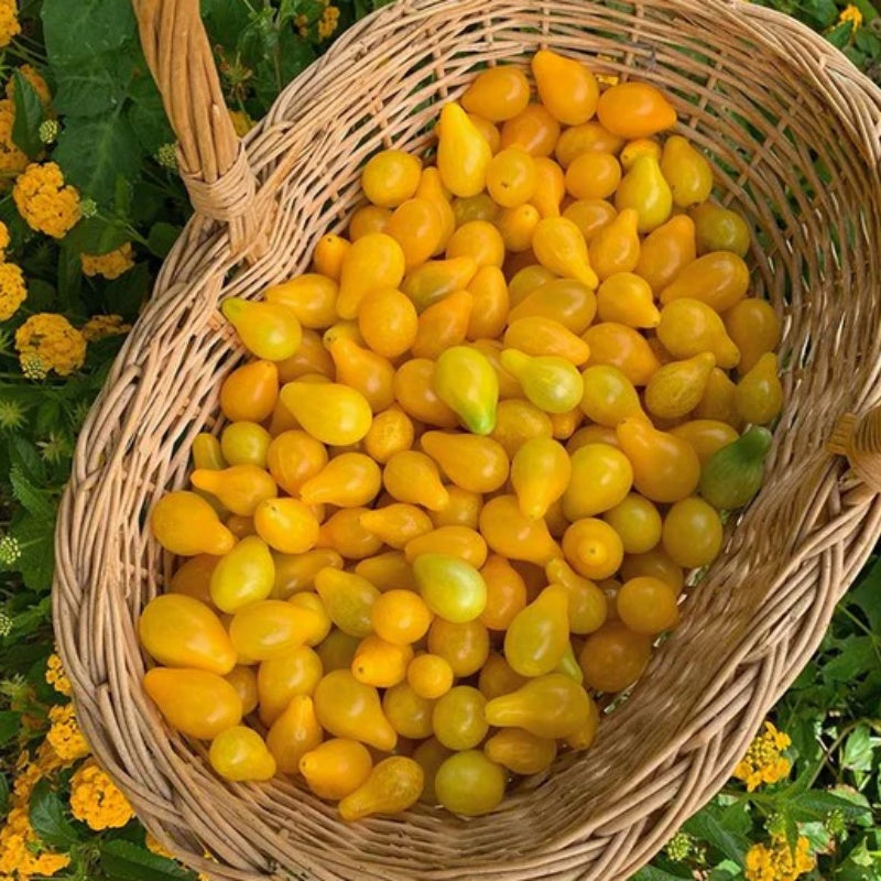🔥50% off🔥-Yellow Pear Tomato Seeds