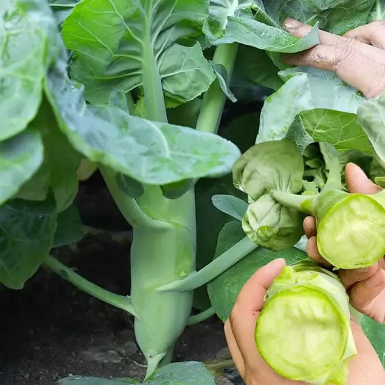 Chicken Leg Kale Seeds