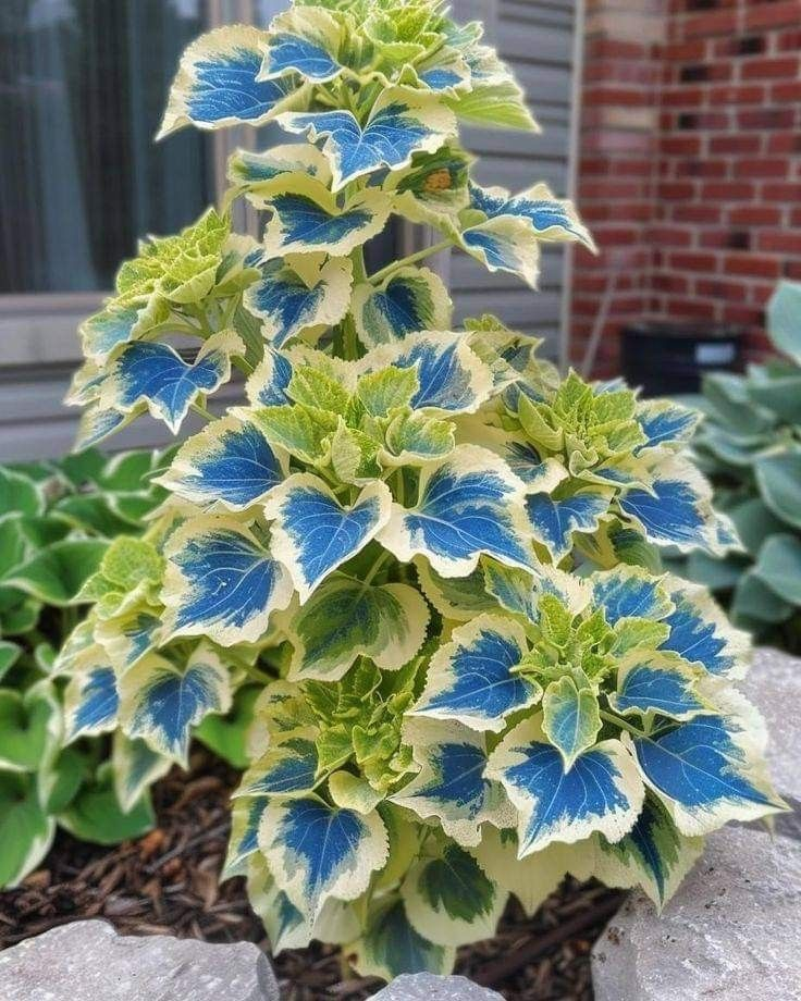 🌿Frost-Resistant Rare Color Coleus – Brighten Your Space with Unique Foliage 🌿