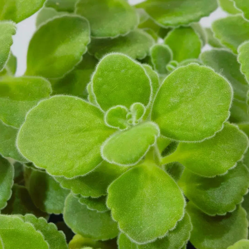 Patchouli seeds, Magical plant that smells good when touched
