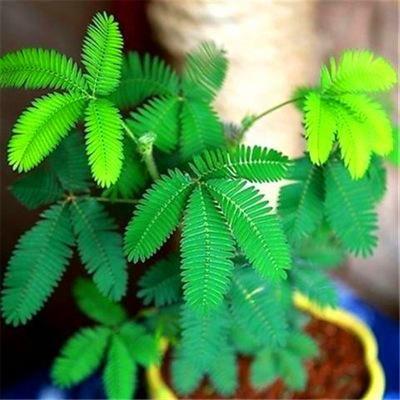 COLORFUL MIMOSA SEEDS
