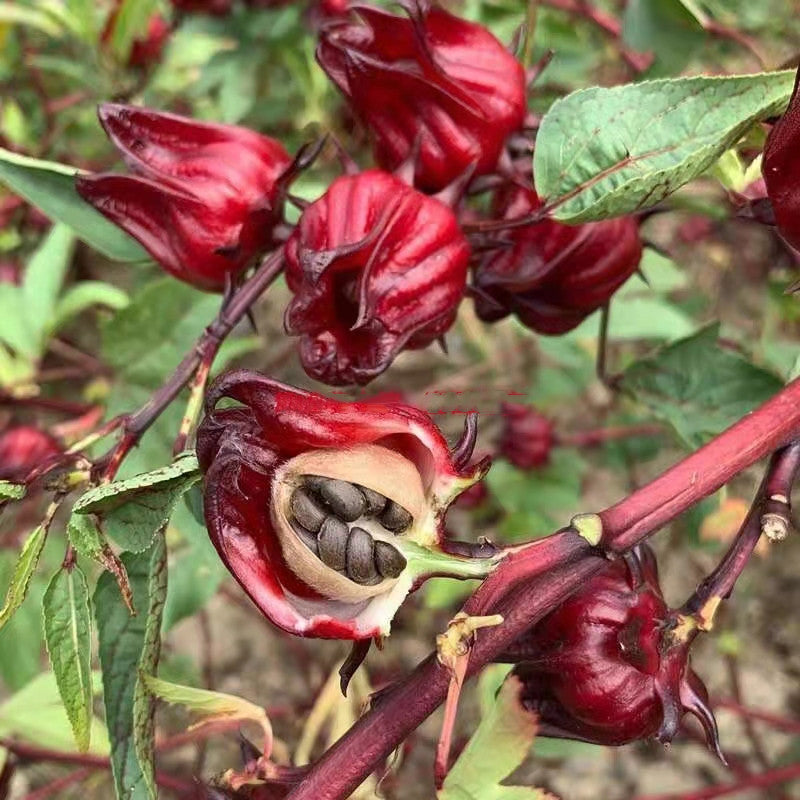 Roselle Ribena Seeds