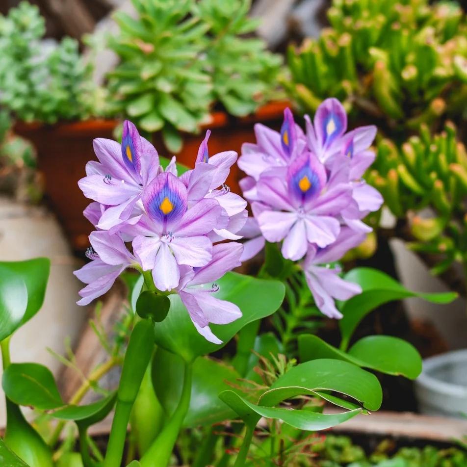 🌺Water hyacinth - “The violet flower crown that beautifies the world”🧚♀️🌿