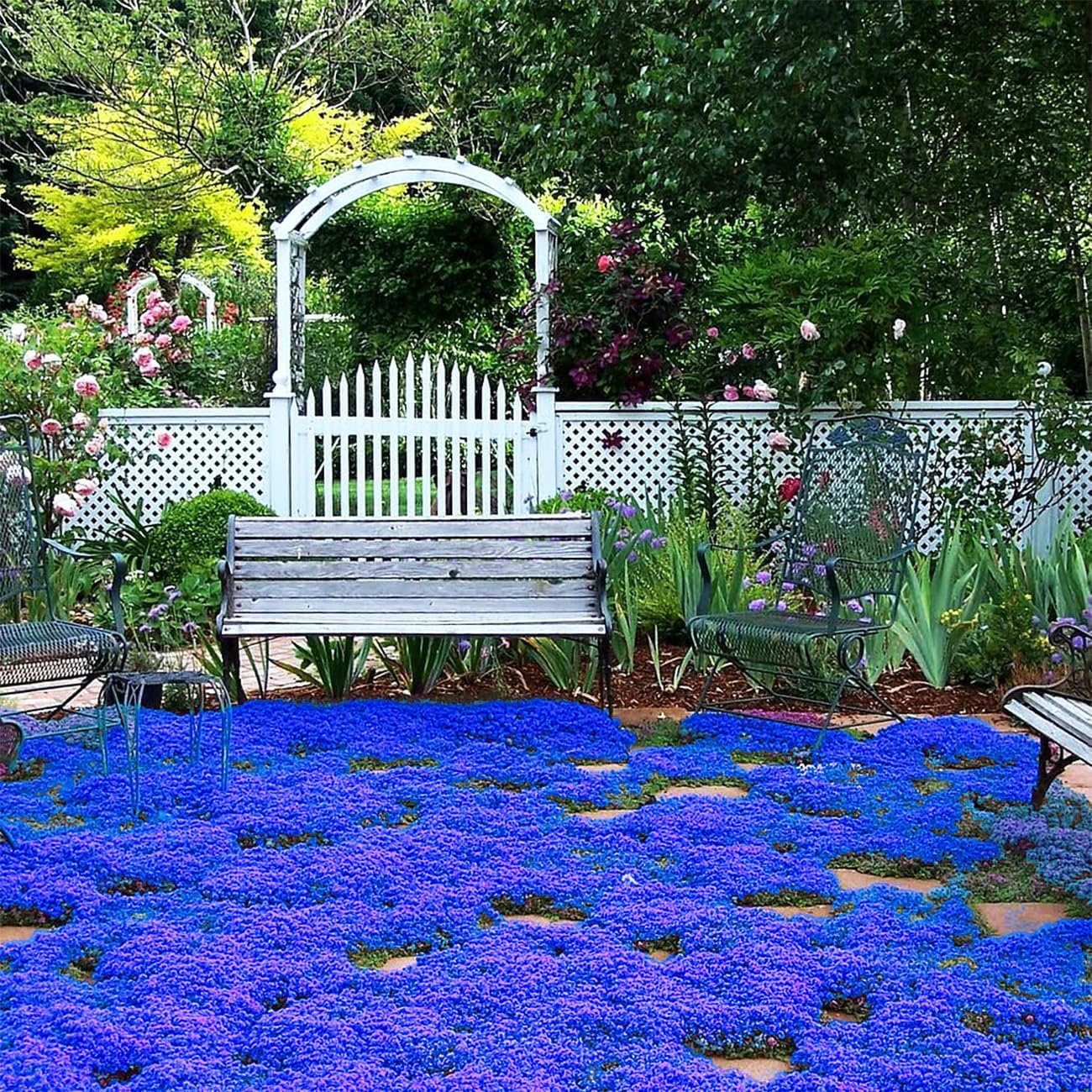 ✨Creeping Thyme Seeds for Four Seasons🏡Create Your Perfect Lawn Here🌼